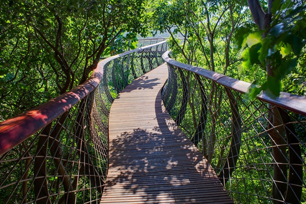 南非：“非洲樹蛇”景觀橋