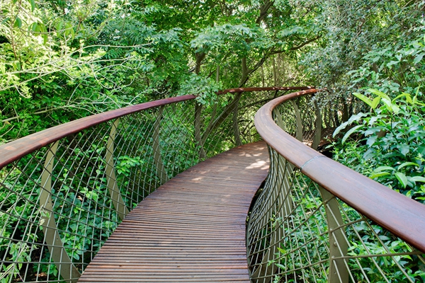 南非：“非洲樹蛇”景觀橋