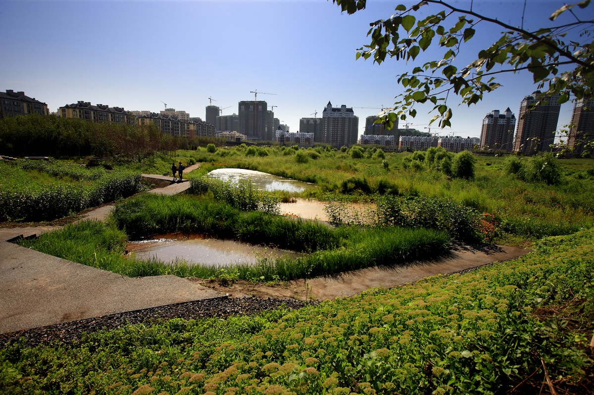 哈爾濱群里濕地公園景觀 