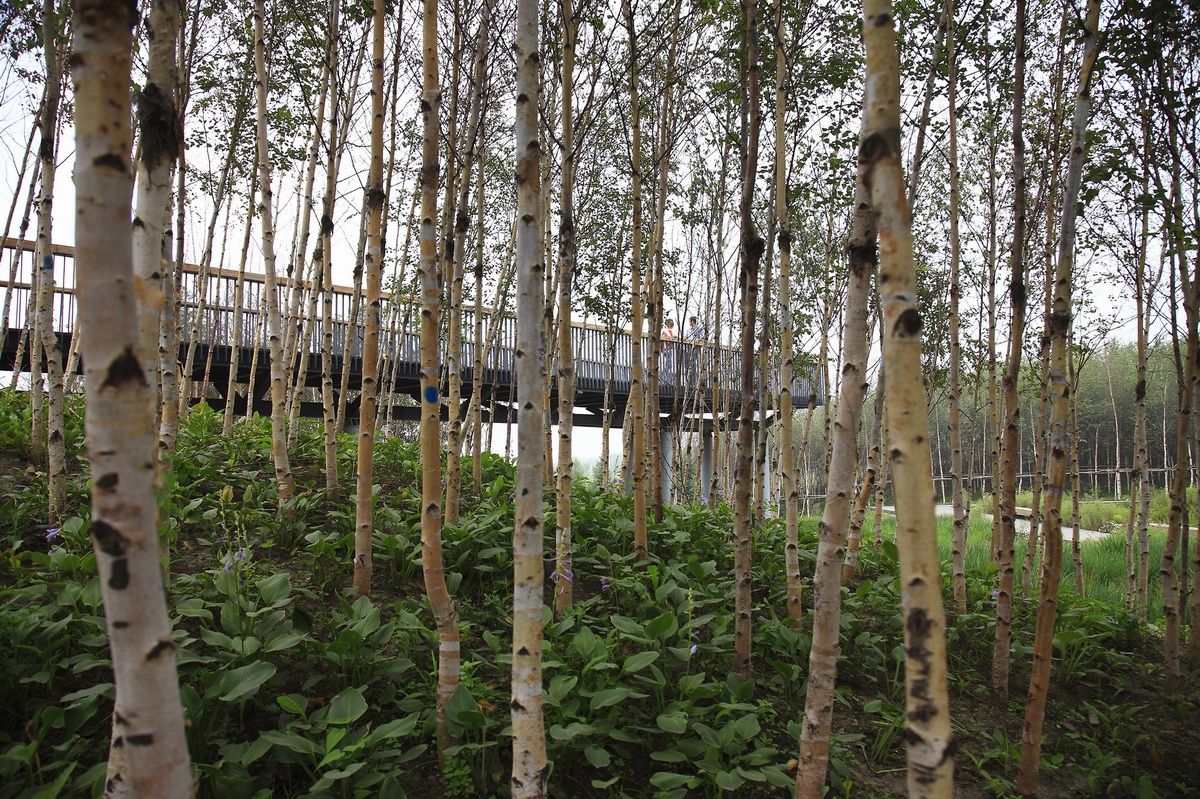 哈爾濱群里濕地公園景觀 