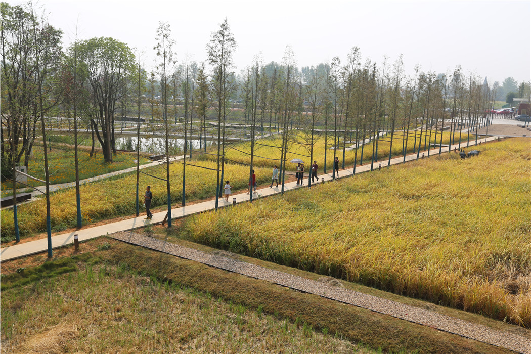 湖南常德城頭山國家考古遺址公園景觀改造