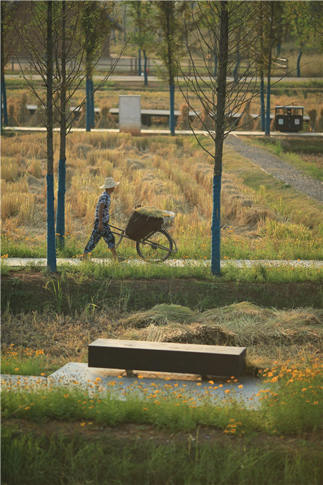 湖南常德城頭山國家考古遺址公園景觀改造