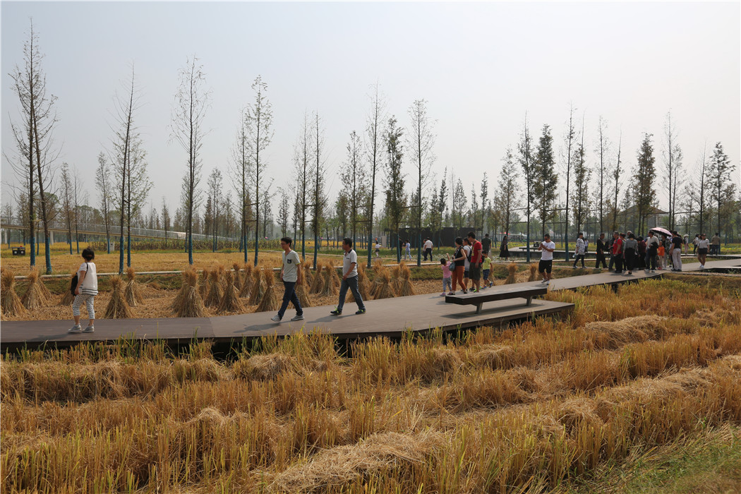 湖南常德城頭山國家考古遺址公園景觀改造