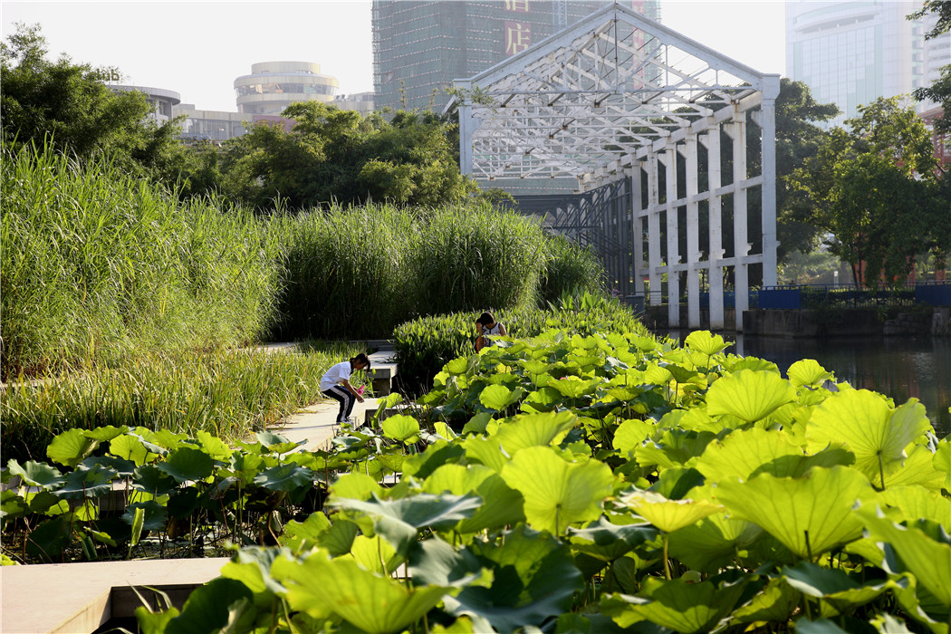 中山岐江公園-棧橋式親水生態湖岸