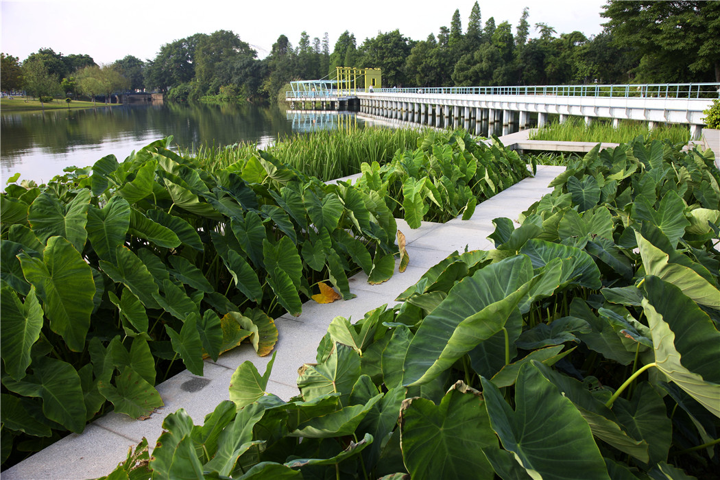 中山岐江公園-棧橋式親水生態湖岸